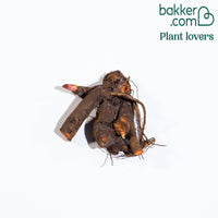 Pfingstrose Paeonia 'Sorbet'