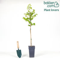 Chinesischer Blauregen Longwood Purple