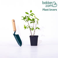 Sommerjasmin 'Virginal'