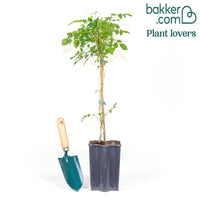 Trompetenblume 'Gold Trumpet'