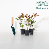 Glanzmispel 'Red Robin' (x3) - Photinia fraseri Red Robin