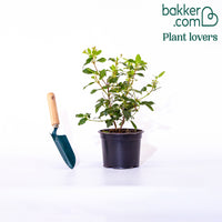 Lorbeerschneeball Spirit