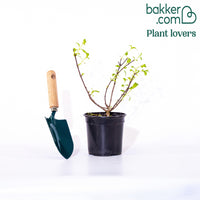 Rispenhortensie 'Diamant Rouge'