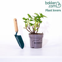 Bauernhortensie macrophylla Blau