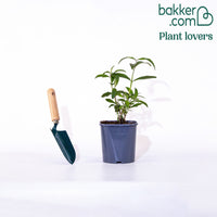 Schmetterlingsflieder 'Tricolor' - Buddleja davidii empire blue, pinkdelight, white