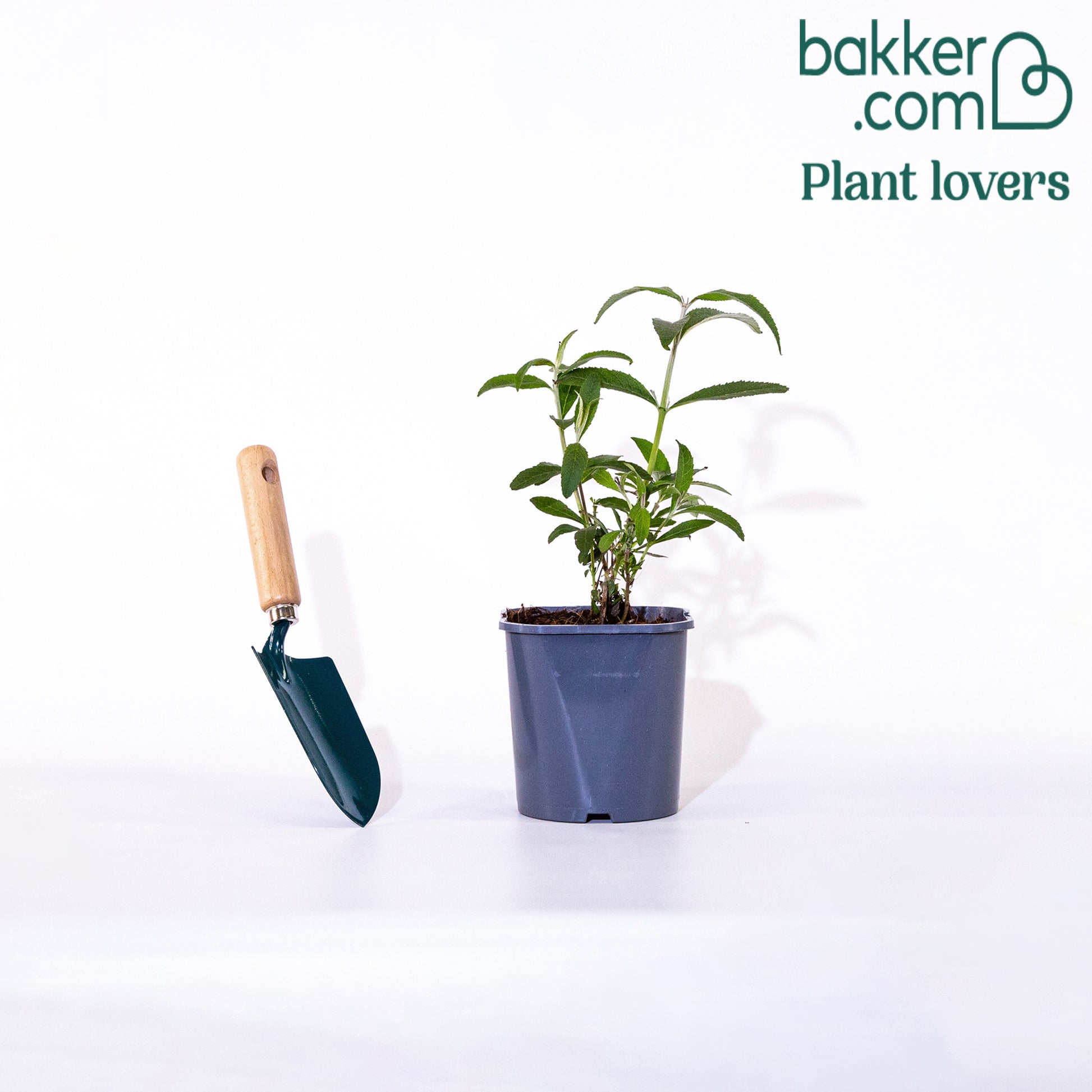 Schmetterlingsflieder 'Tricolor' - Buddleja davidii empire blue, pinkdelight, white