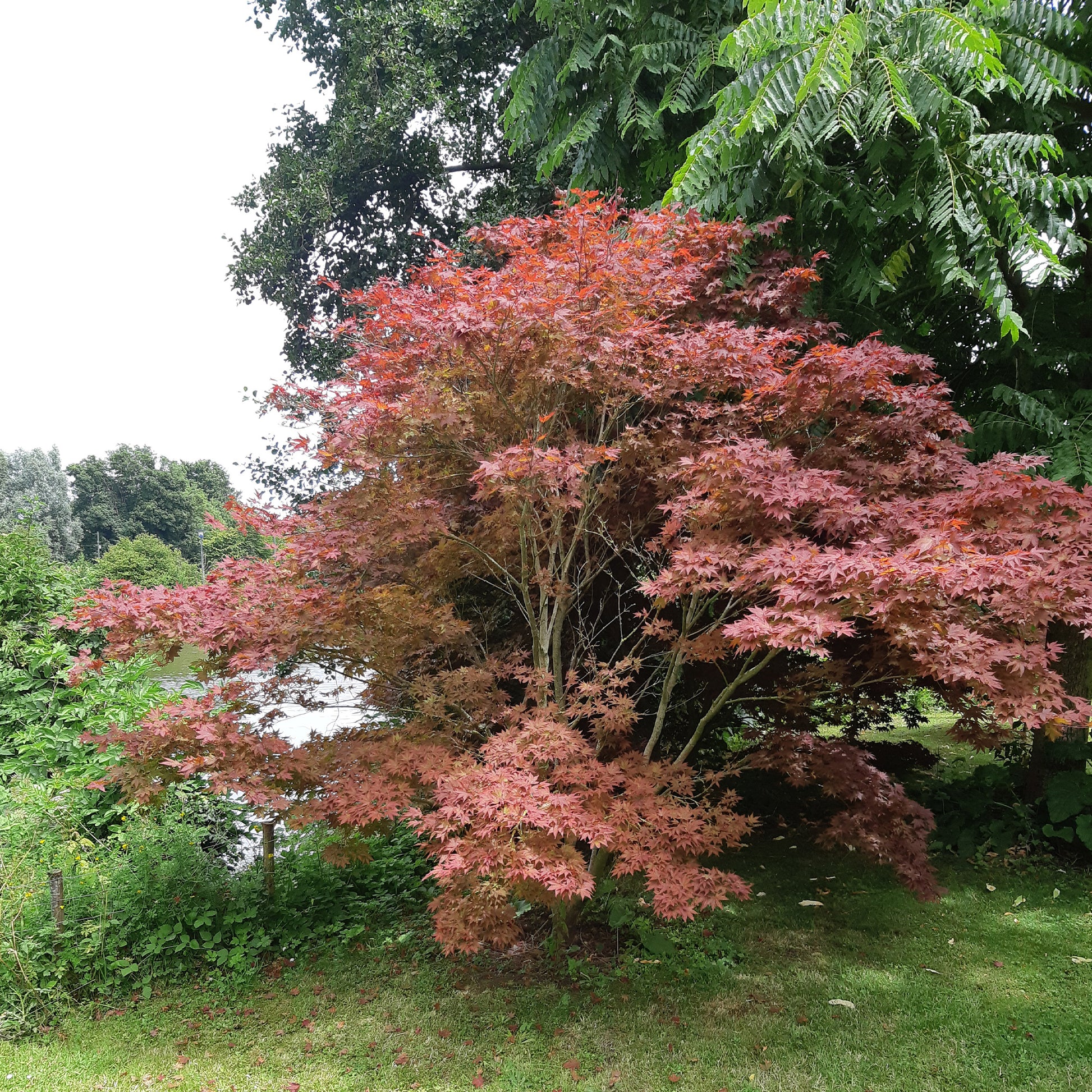 Verkauf Japanischer Ahorn 'Atropurpureum'