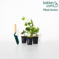 Großblättriger Irischer Efeu (x3) - Hedera hibernica