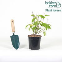 Rispenhortensie 'Vanille Fraise'