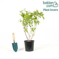 Weigelie Bristol Rubin