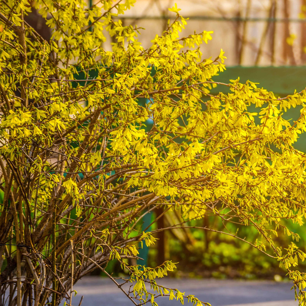 Verkauf Hecken-Kollektion blühend & duftend (x12) - Syringa vulgaris, Forsythia x intermedia  Spectabilis, Lonicera fragrantissima, Clethra alnifolia, Philadelphus virginal, Rosa rugosa
