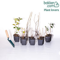 Blühende und duftende Hecke (x12)