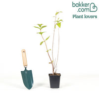 Weigelie Bristol Rubin