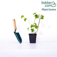 Gewöhnlicher Schneeball 'Roseum'