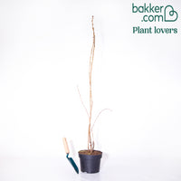 Säulenkirsche 'Amanogawa'