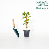 Waldrebe 'Jackmanii' - Clematis Jackmanii - Clematis