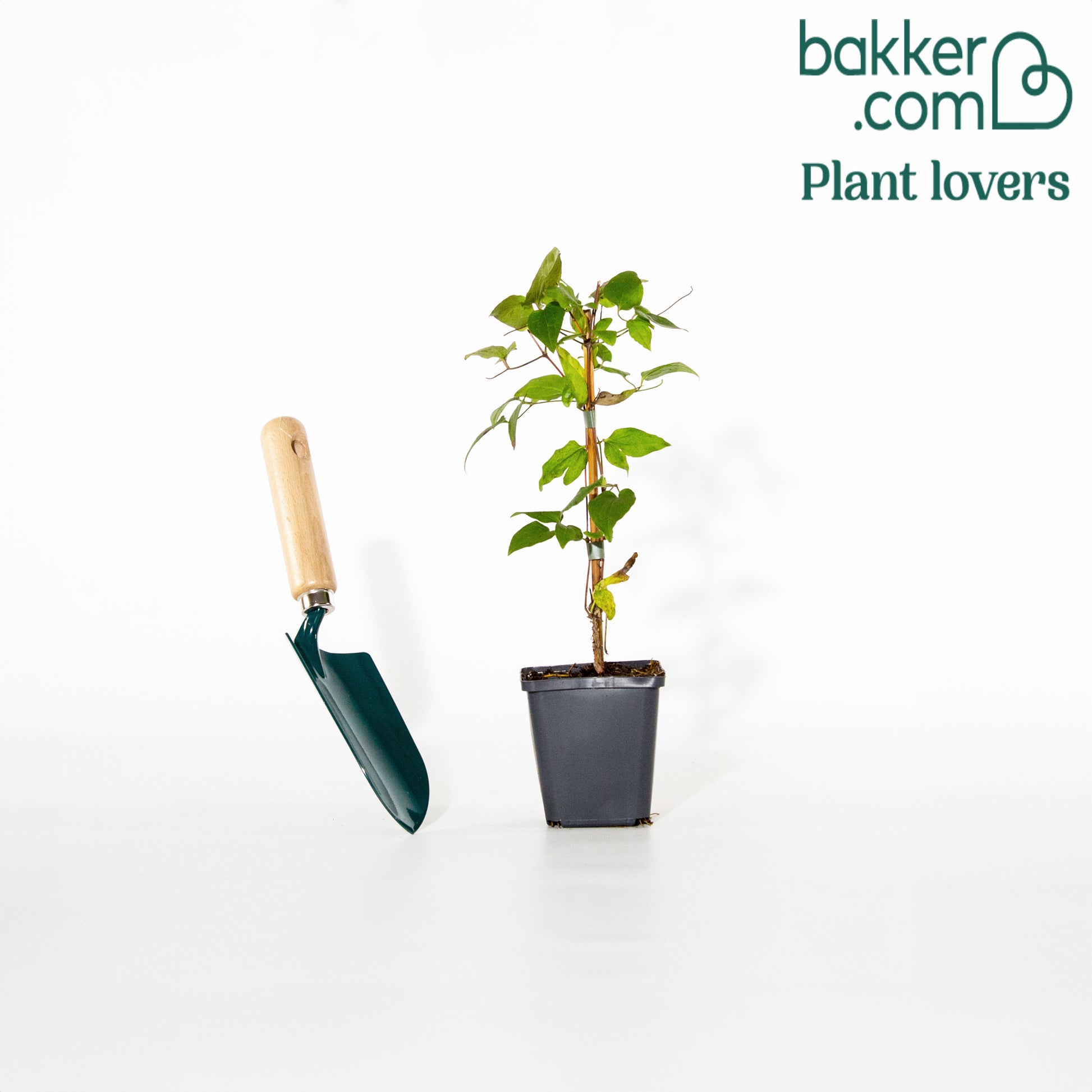 Waldrebe 'Jackmanii' - Clematis Jackmanii - Clematis