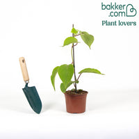 Kiwi selbstfertiler 'Solissimo'