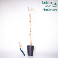 Trompetenblume Stromboli