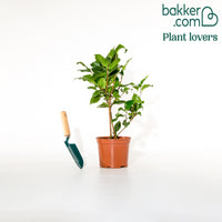 Kamelie William Bartlett