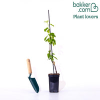 Mini-Pflaumenbaum Black Amber