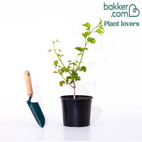 Gewöhnlicher Schneeball 'Roseum'