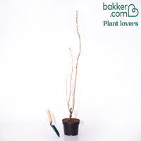 Säulenkirsche 'Amanogawa'