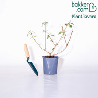 Sommerflieder Flower Power