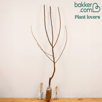 Birnenbaum 'Williams'