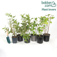 Sammlung Hecke der vier Jahreszeiten (x6)