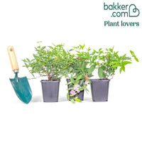 Dreifarbige Spierstrauch Hecke von 1,5m Länge