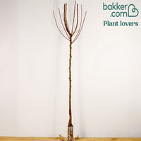 Birnenbaum 'Williams'