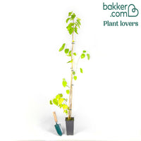 Großblättrige Maulbeere