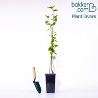 Großblättrige Maulbeere