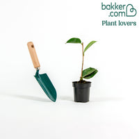 Kamelie William Bartlett