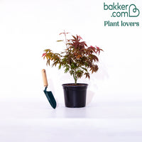 Japanischer Ahorn 'Shaina'