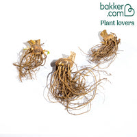 Deutsche Schwertlilie Autumn Encore (x3)