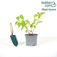 Hortensie Indian Summer