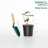 Wald-Geißblatt Chic & Choc ®