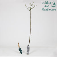 Stockrose Ramona - Rosa ramona