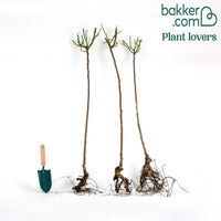 Stammrosen Mischung (Ramona, Korbin, Osiria) (x3)