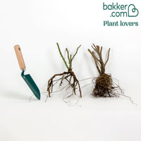 Botanische Rosen (x2)