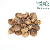 Gladiolen Farwest (x25)