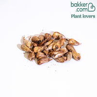 Freesien Mischung (x25)