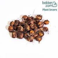 Montbretien Mischung (x30) - Crocosmia