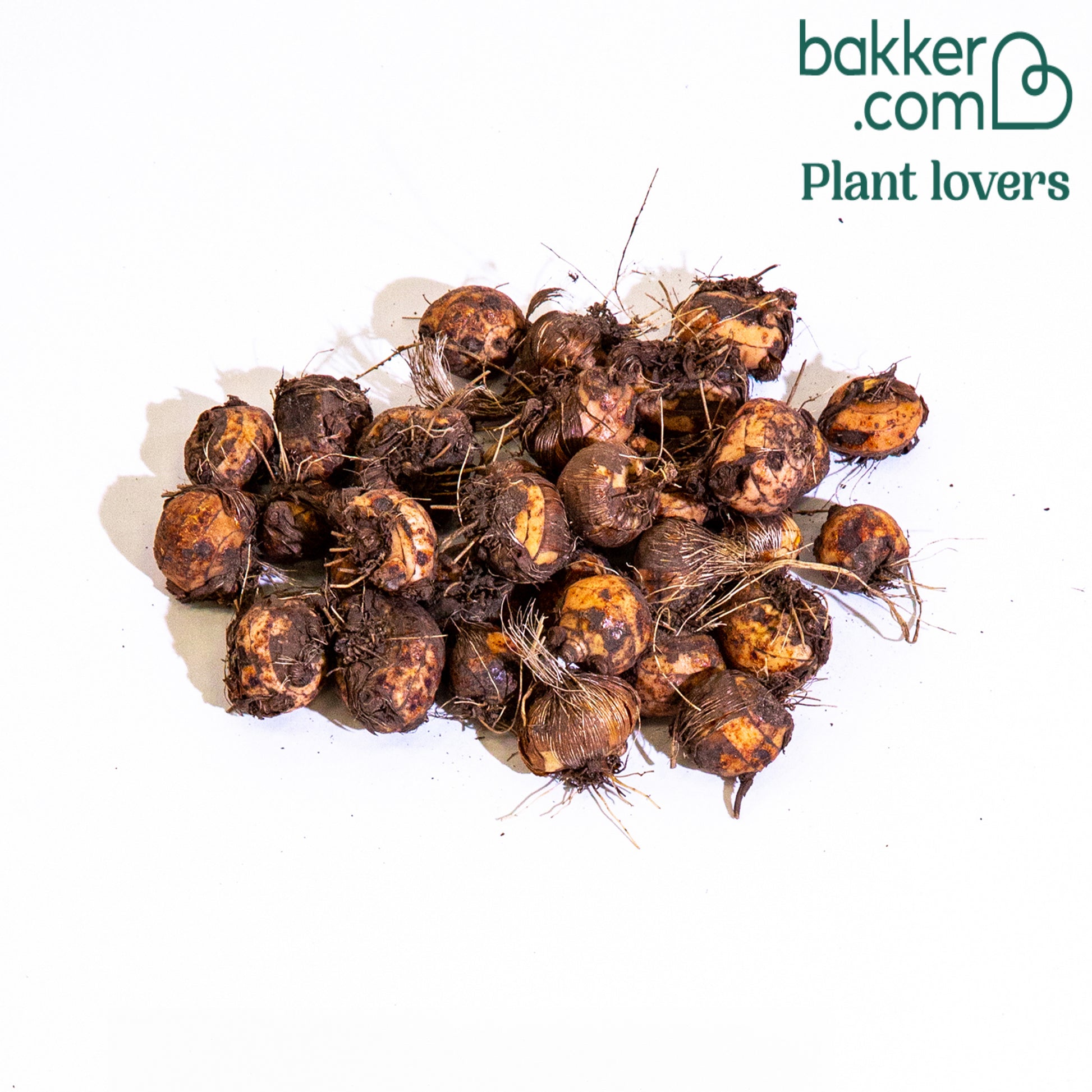 Montbretien Mischung (x30) - Crocosmia