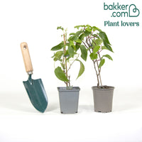 Rotes Kiwi-Paar Weiki ® Plus (1 Männchen + 1 Weibchen)