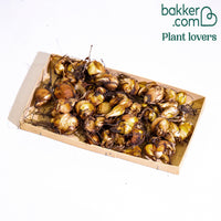 Tigerblume - Tigridia pavonia