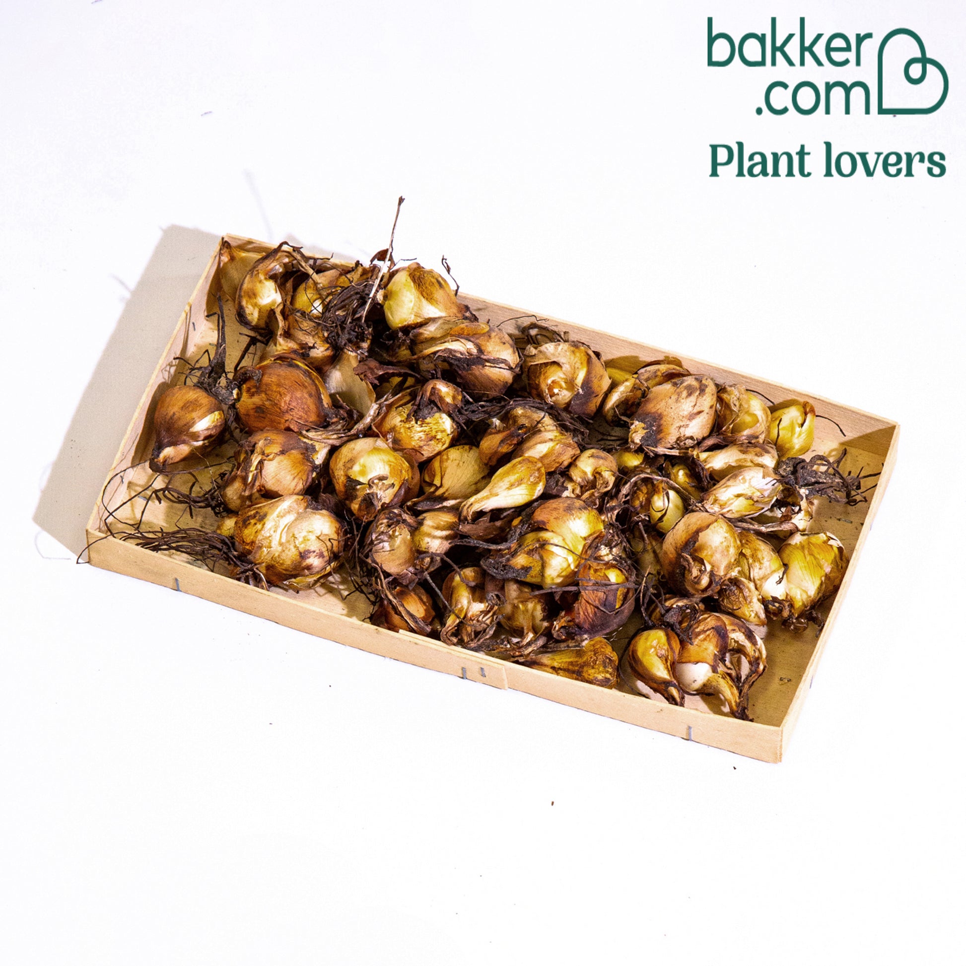 Tigerblume - Tigridia pavonia