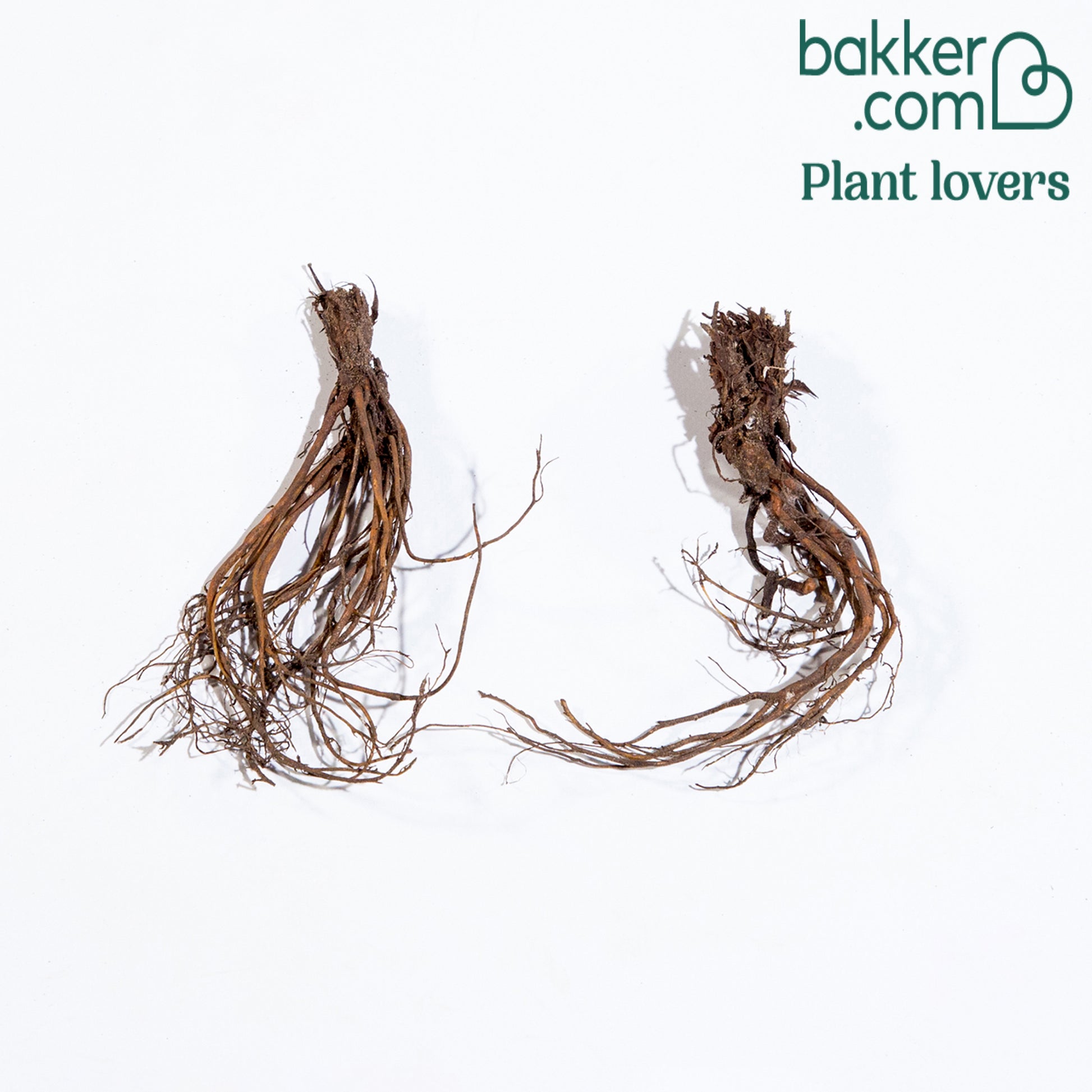 Geranie weiß (x2) - Geranium pratense double jewel - Bakker